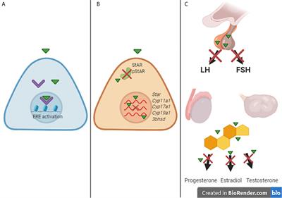 Controversies on Endocrine and Reproductive Effects of Glyphosate and Glyphosate-Based Herbicides: A Mini-Review